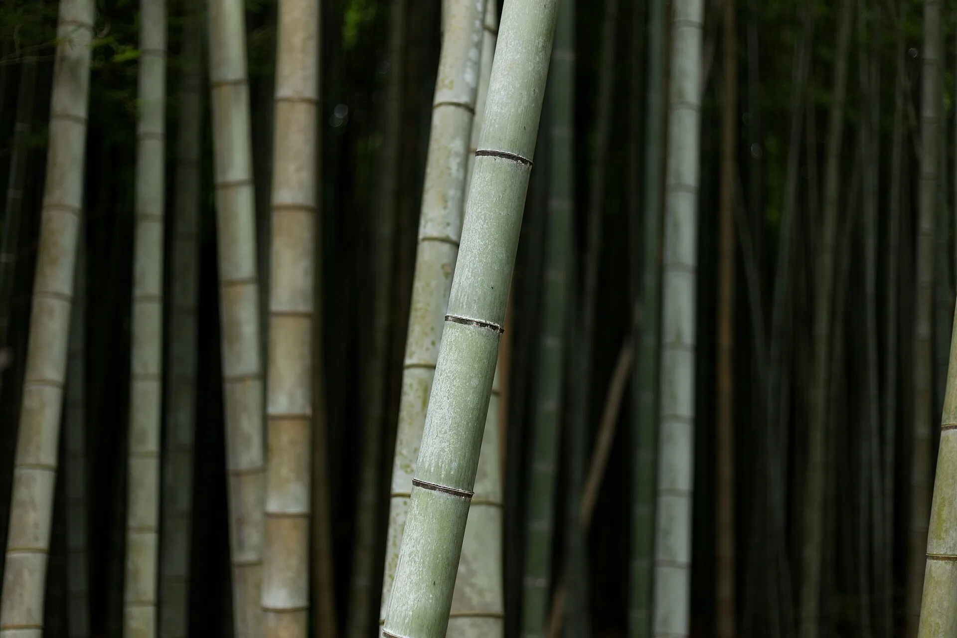 A tall bamboo path with sunlight filtering through
